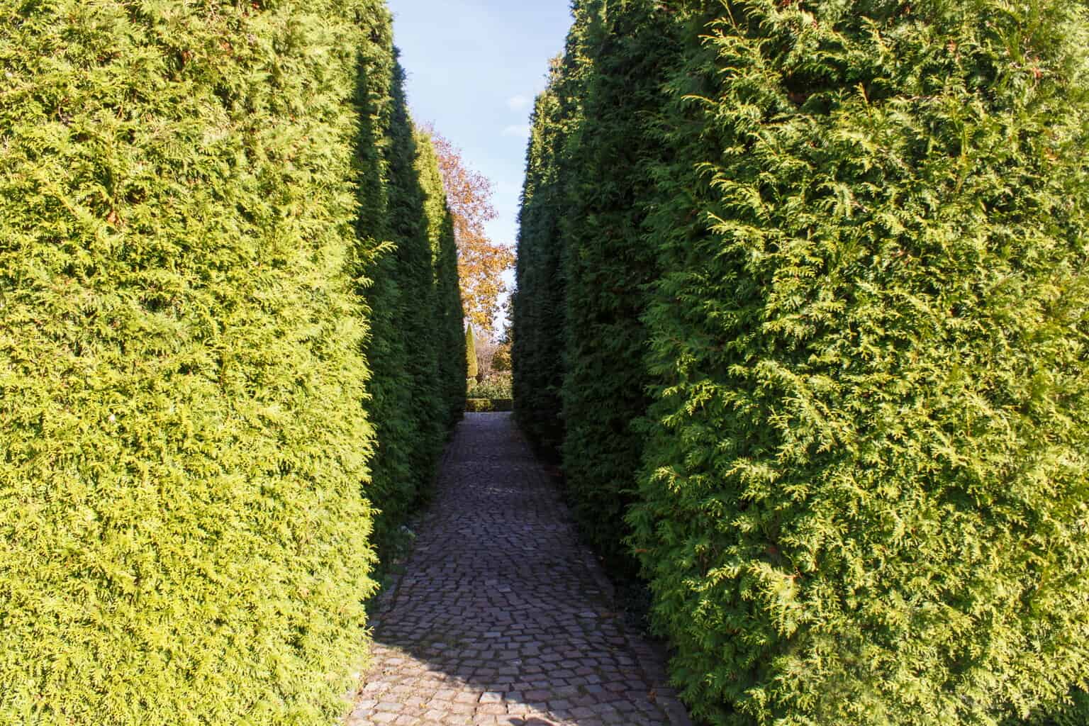 Well-maintained green hedges lining a cobblestone pathway in Melbourne.