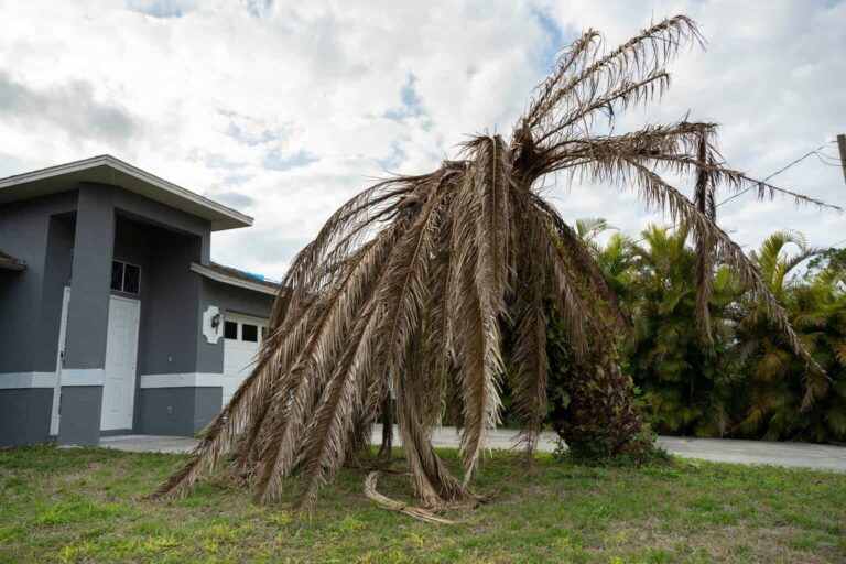 Storm-damaged palm tree leaning over a house in Melbourne.