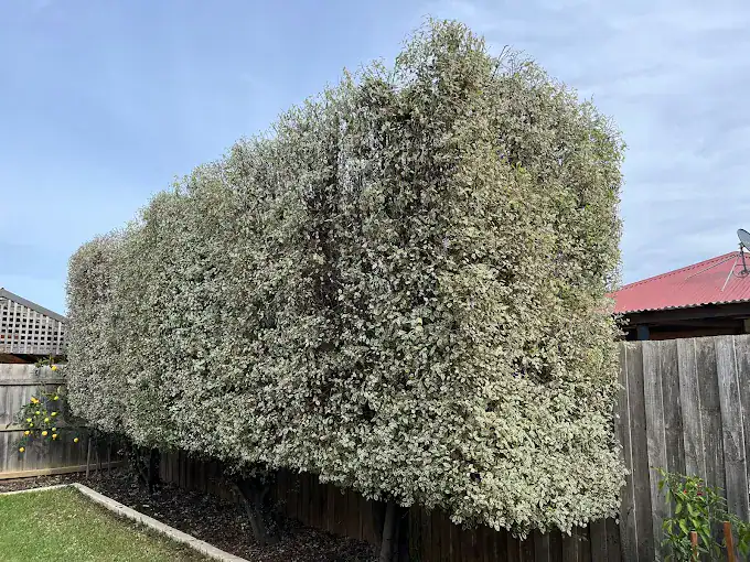 Tree trimming and pruning in Melbourne.