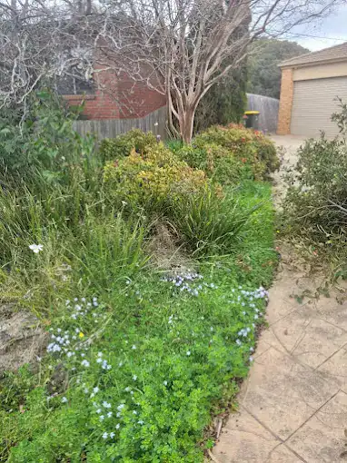 Tree and garden bed in a Melbourne residential yard with a pathway and garage.