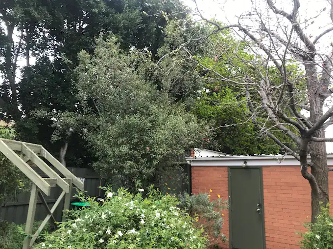 Tree removal service in Melbourne, specialising in safe and efficient tree cutting and disposal.