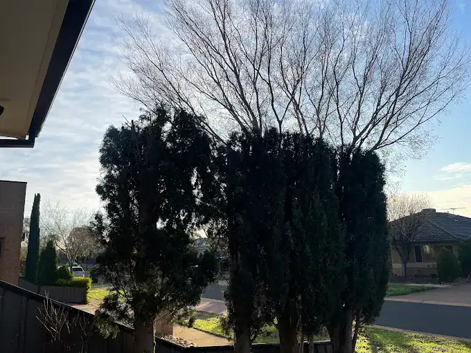 Tree removal service in Melbourne, Australia, showcasing a large tree being cut down safely.