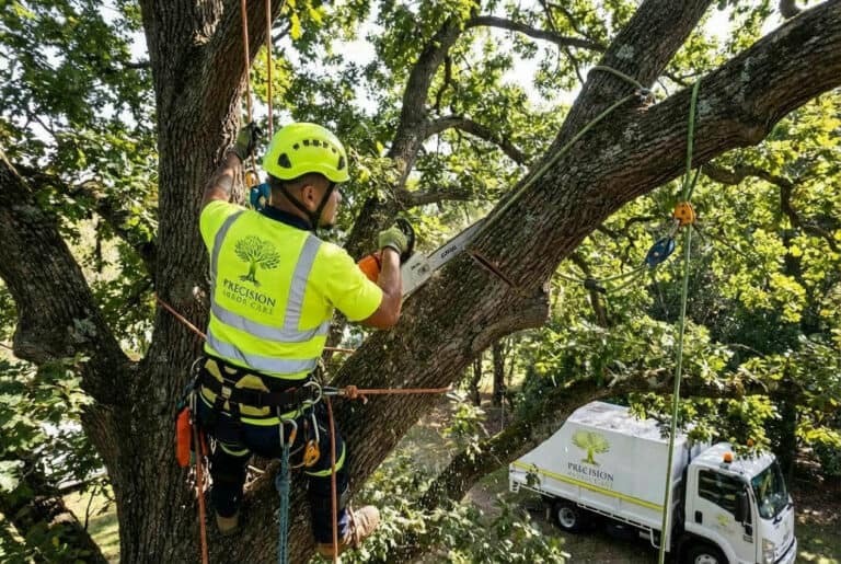Tree Pruning Cost in Melbourne (2026 Guide)