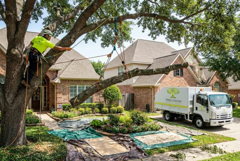 Tree Removal During Winter in Melbourne: What You Should Know