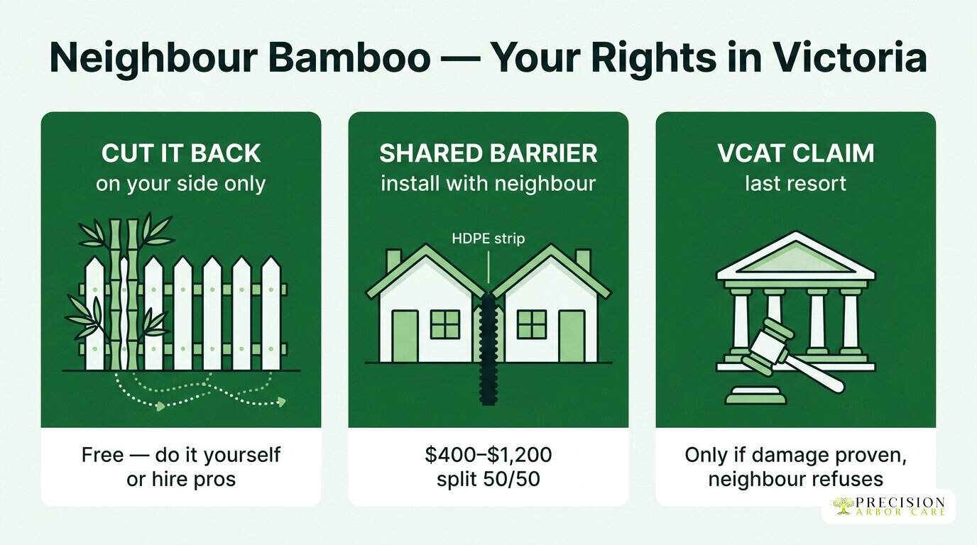 Neighbour bamboo — your rights in Victoria Precision Arbor Care infographic — three options when a neighbour's bamboo crosses your fence in Victoria: cut it back, shared barrier, VCAT claim
